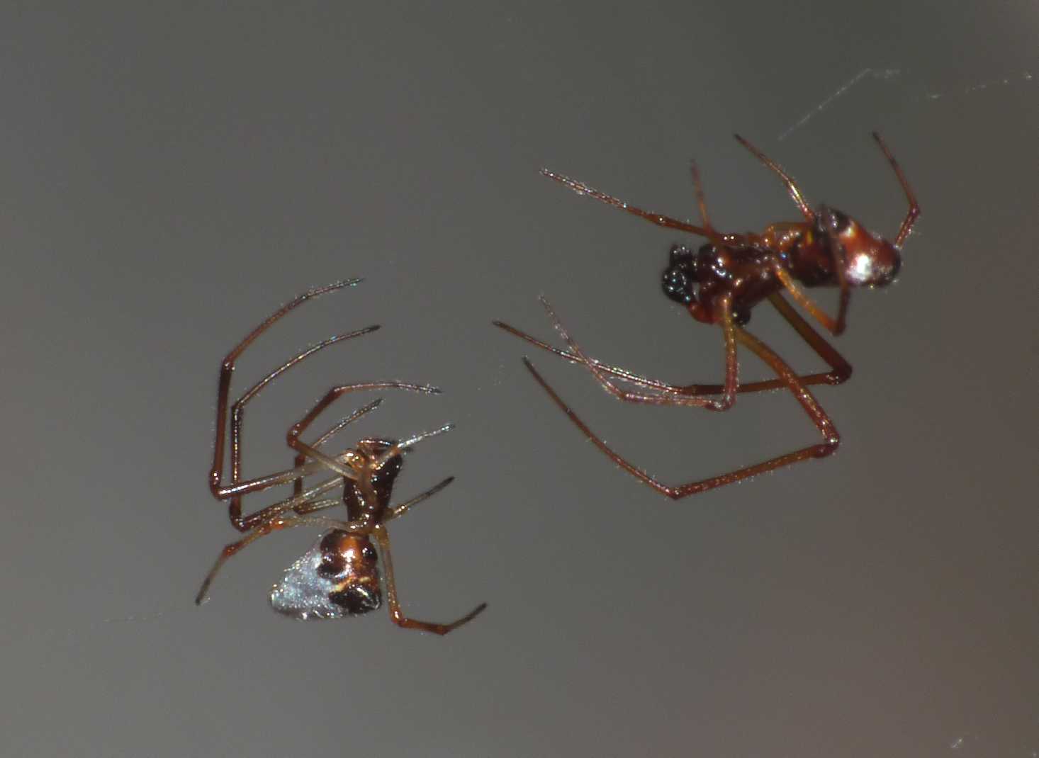 Gli astuti Argyrodes
